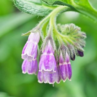 Extracto de consuelda