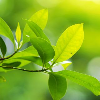 Fórmula natural y fácil de usar